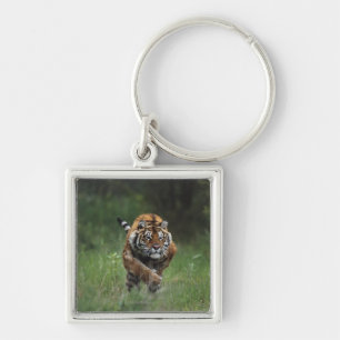 Wet Siberian Tiger Charging Key Ring
