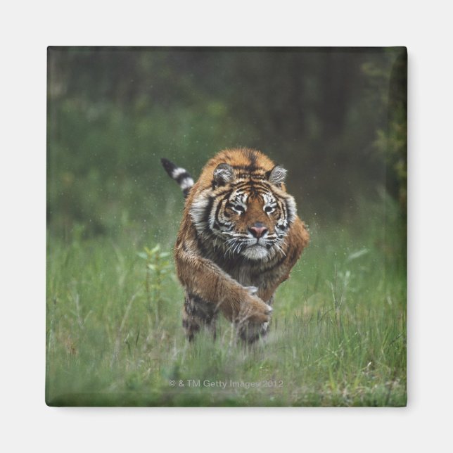 Wet Siberian Tiger Charging Magnet (Front)