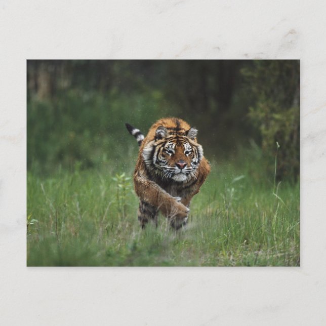 Wet Siberian Tiger Charging Postcard (Front)