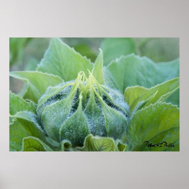 Wet Sunflower Bud Close Up Photograph Poster (Front)