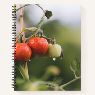 wet tomatoes on the vine notebook