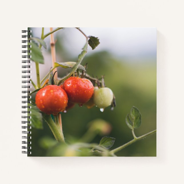 wet tomatoes on the vine notebook (Front)