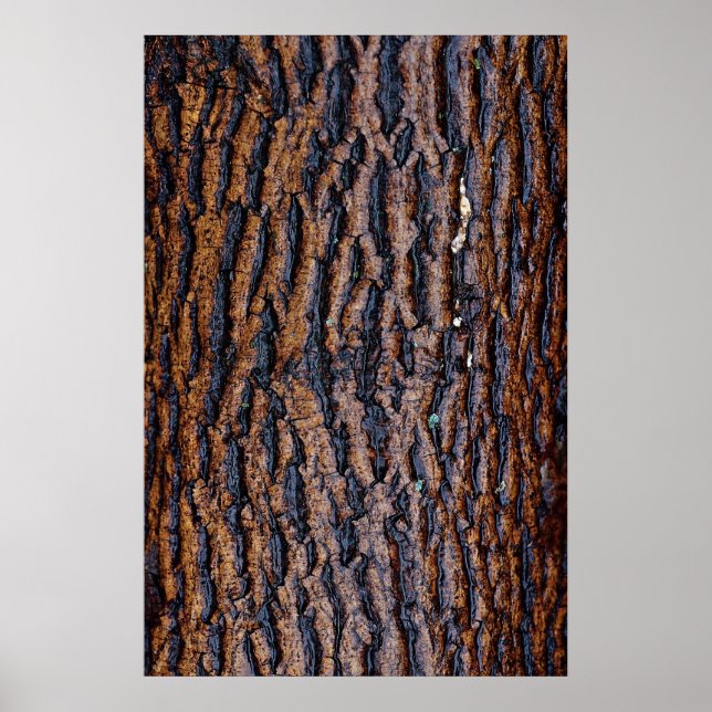 Wet tree bark poster (Front)