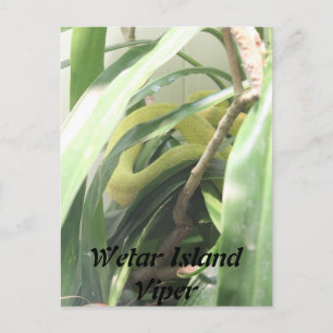 Wetar Island Viper Postcard