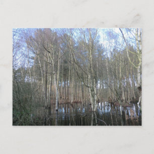Wetlands in Delamere Forest Postcard