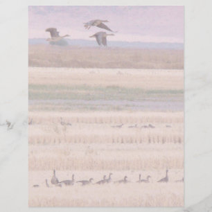 Wetlands Migration Letterhead