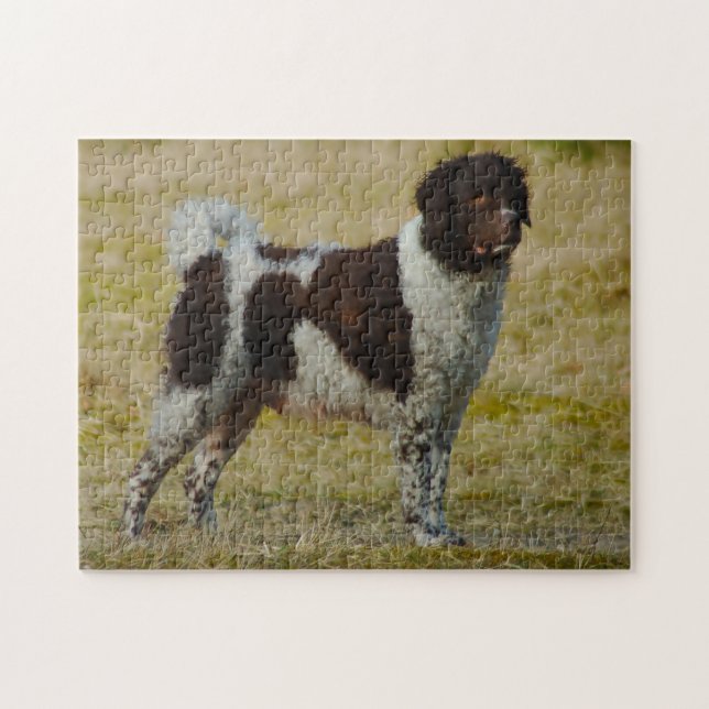 Wetterhoun Dog Jigsaws. Jigsaw Puzzle (Horizontal)