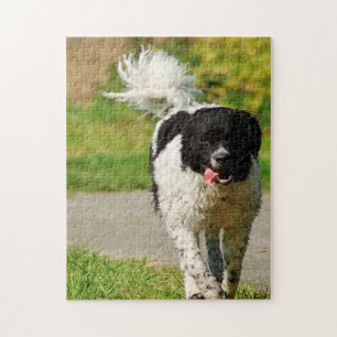 Wetterhoun Dog Jigsaws. Jigsaw Puzzle