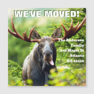 We've Moved   Colourful Moose Moving Announcement