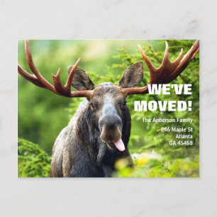 We've Moved   Colourful Moose Moving Announcement Postcard