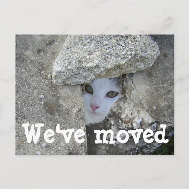 We've moved Cute cat hiding Photo postcard (Front)
