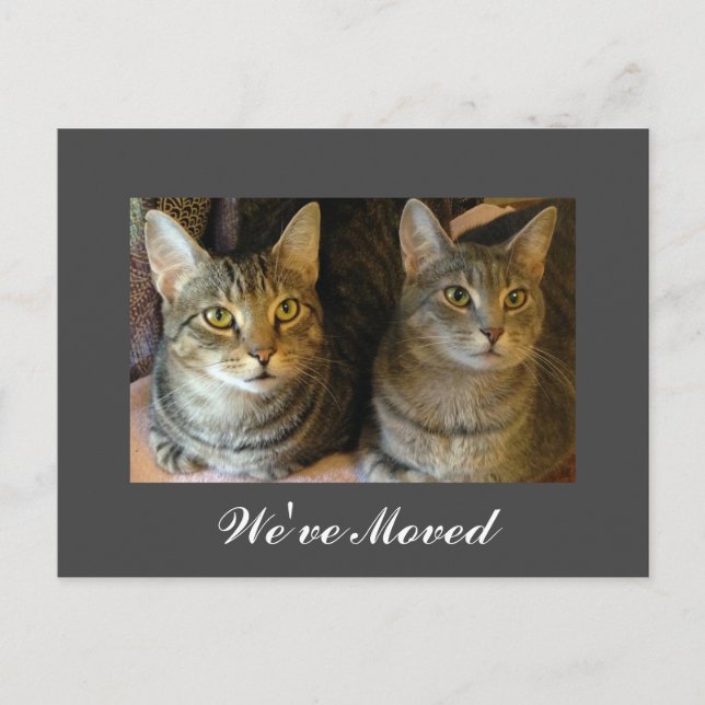 We've Moved New Home Cats Photo Moving Grey Announcement Postcard (Front)