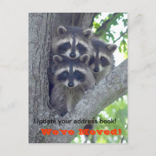 We've Moved Postcard (Raccoons in tree)