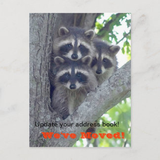 We've Moved Postcard (Raccoons in tree)
