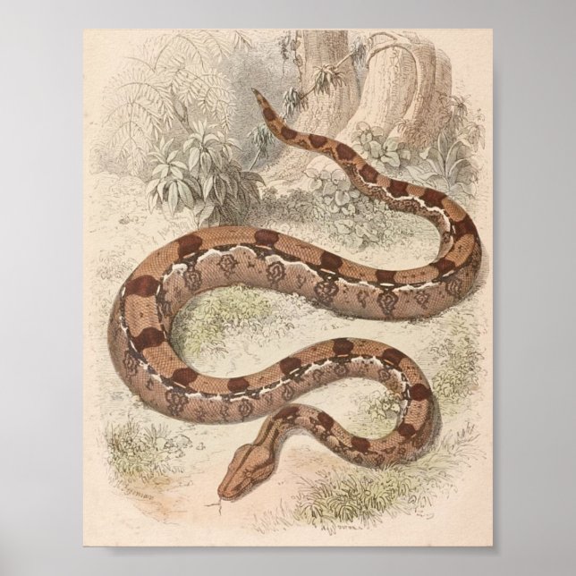 WH Freeman - Boa Constrictor Portfolio Poster (Front)