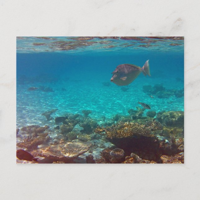 Wha?? Postcard (Front)