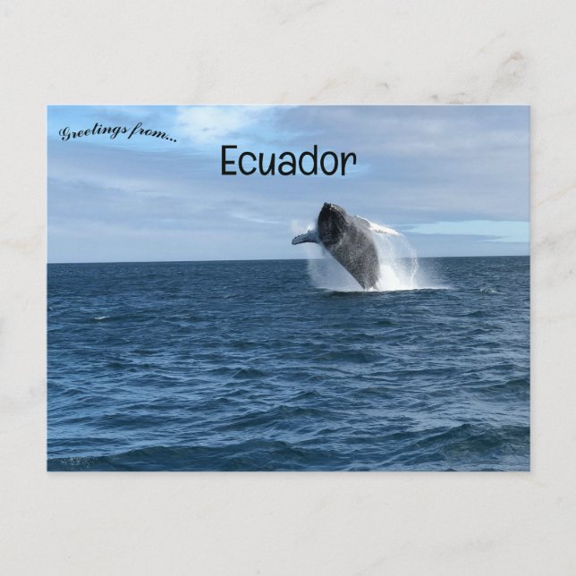 Whale Breaching in  Galapagos Santa Cruz Ecuador Postcard (Front)