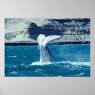 Whale calf tail - Argentina Poster