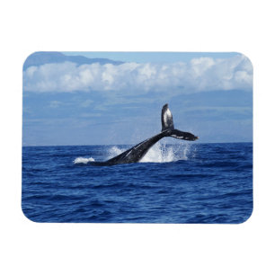 Whale Diving in Ocean, Fluke, Tail out of Water Magnet