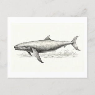 Whale drawing   postcard