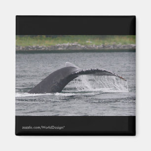 Whale Magnet