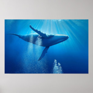 Whale Ocean Sea Nature Blue Water Deep Wildlife Poster