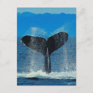 Whale Postcard