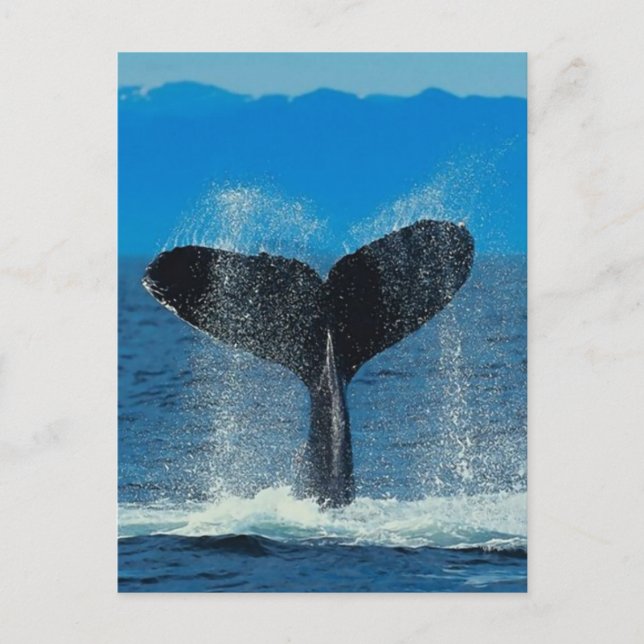 Whale Postcard (Front)