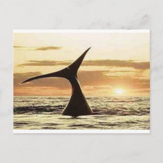 whale postcard