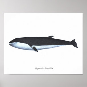 Whale poster print #16 Nautical Home Decor Art.