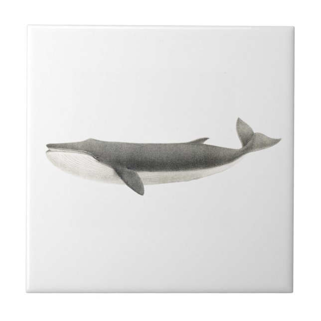 "WHALE" SEALIFE CERAMIC TILE (Front)