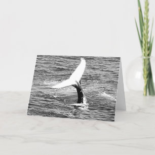 Whale Shakes a Tail Feather birthday card