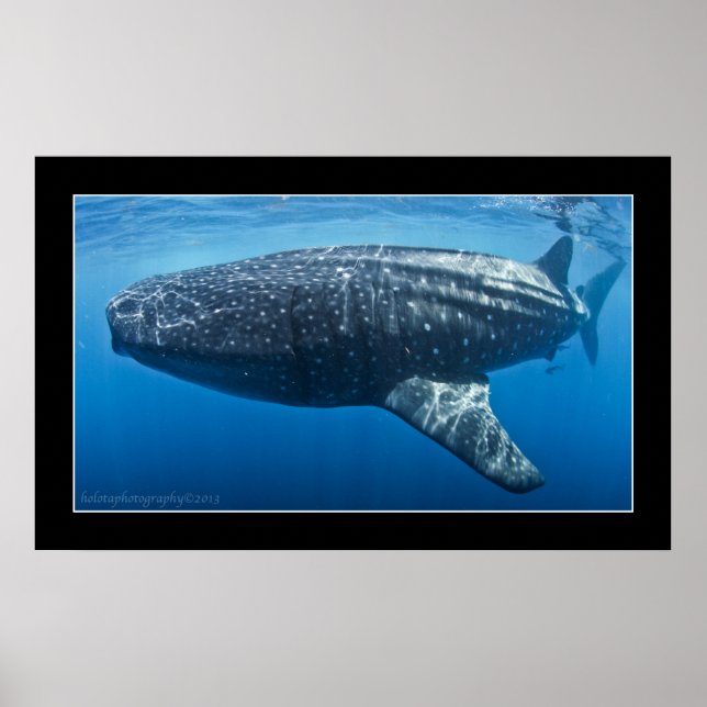 Whale shark #3 poster (Front)