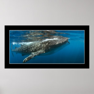 Whale shark #7 poster