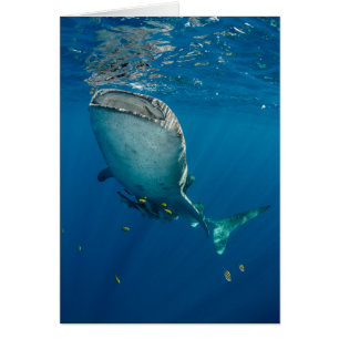 Whale Shark and Fish