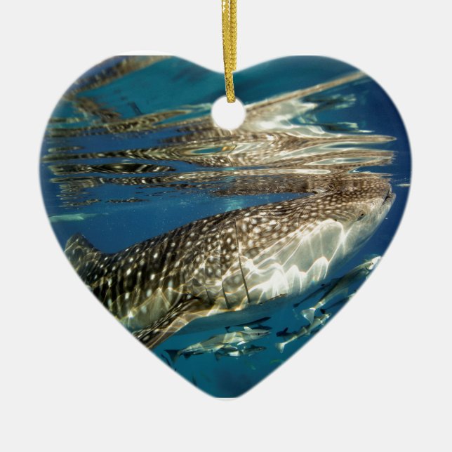 Whale shark and remora fish ceramic ornament (Front)
