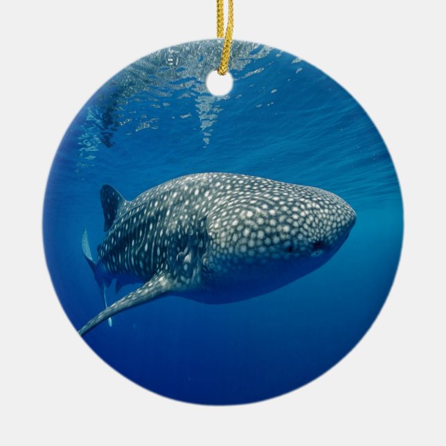 Whale Shark Ceramic Tree Decoration (Front)