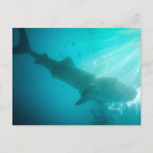 Whale shark feeding postcard