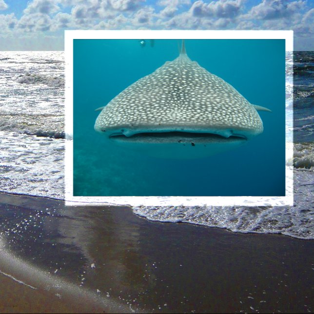 Whale Shark, Front View, Face Postcard (Creator Uploaded)
