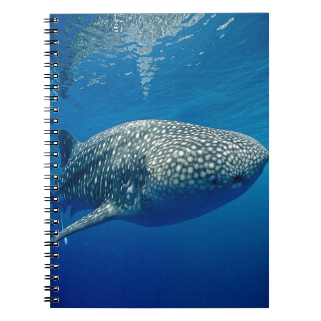 Whale Shark Notebook (Front)