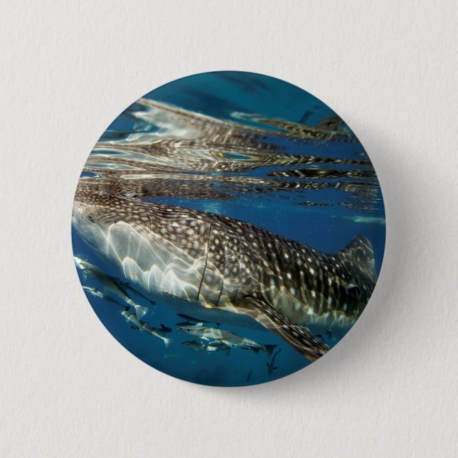 Whale shark Oslob Philippines 6 Cm Round Badge (Front)