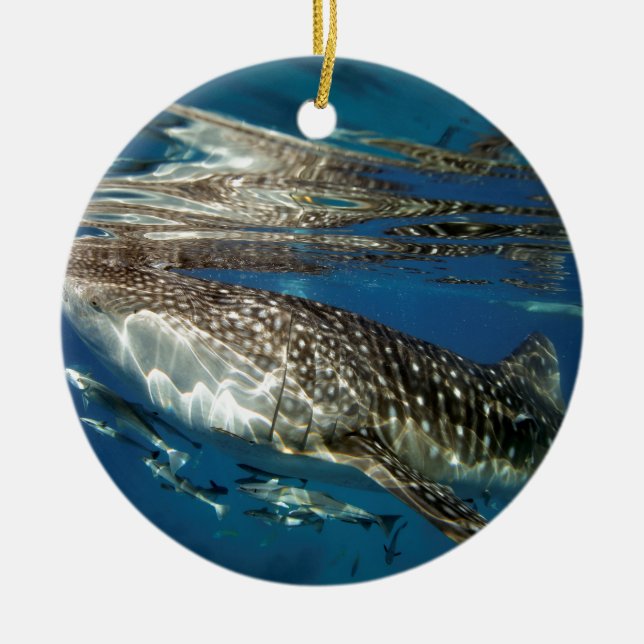 Whale shark Oslob Philippines Ceramic Ornament (Front)