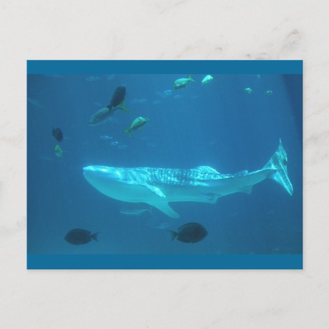 Whale Shark Postcard (Front)
