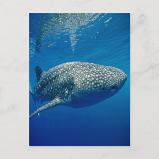 Whale Shark Postcard