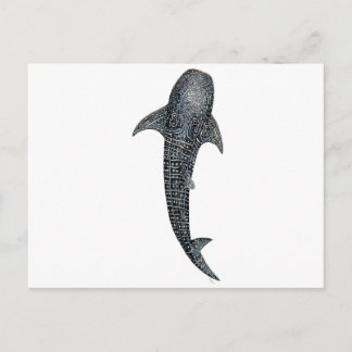 Whale shark postcard