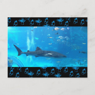 whale shark postcard