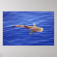 Whale Shark Poster