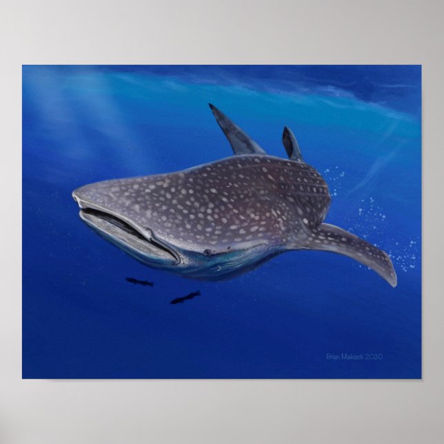Whale Shark Poster (Front)