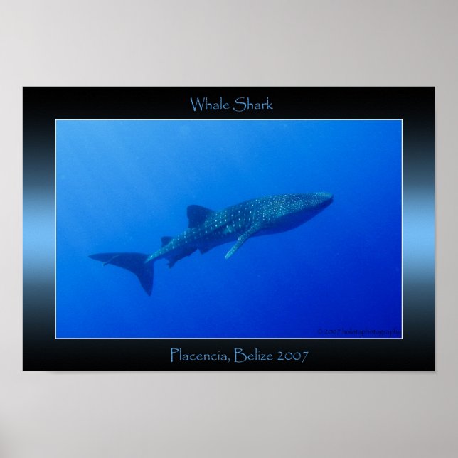 Whale Shark Poster (Front)
