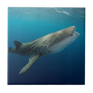 Whale Shark Swimming Ceramic Tile